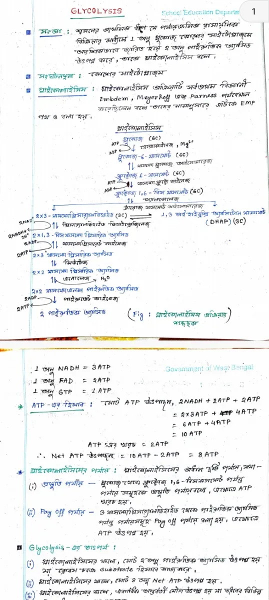 Carbohydrate metabolism 