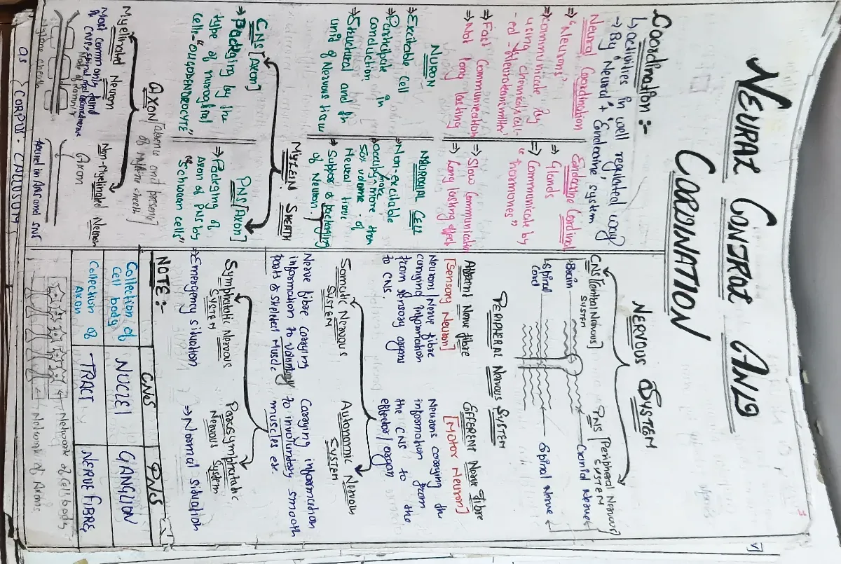 Neet zoology neural control and coordination   (human physiology)