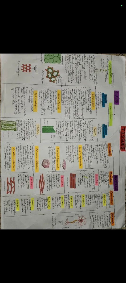 Class 9 ch - Tissues mind map for quick revision 